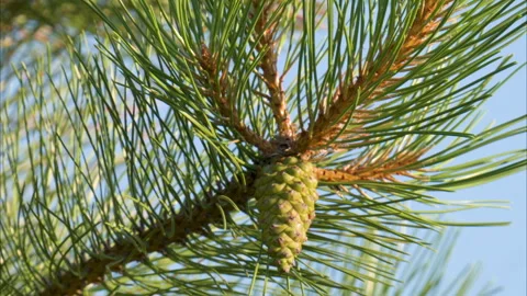 Video of a pine branch with a pine cone Stock Footage 339900297