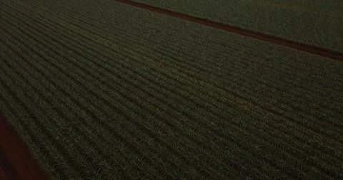 Video of pineapple field Stock Footage 251767433