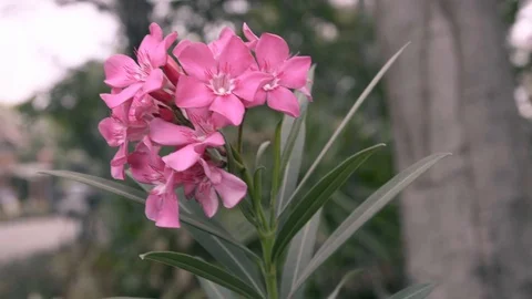 Video pink flowers. Stock Footage 129733071