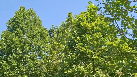 Video with plane trees during summer in Romania Stock Footage 341479217