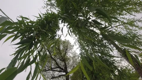 Video plants and sky Stock Footage 274566809