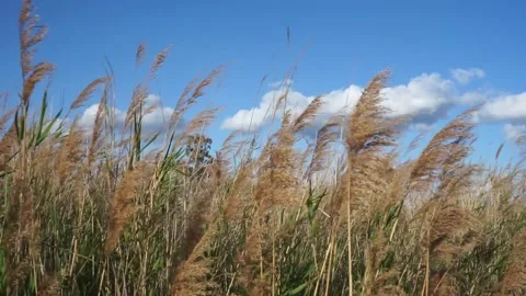 Video of plants moving in the wind in slow motion Stock Footage 234820654