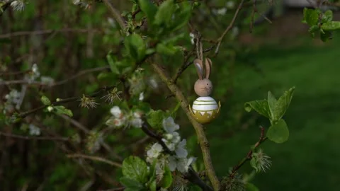 Video of plum blooming spring. High quality 4k Vidéo 273300714