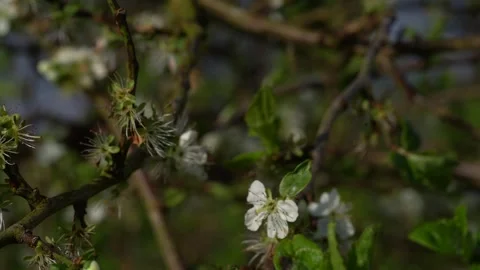 Video of plum blooming spring. High quality 4k Stock Footage 273300807
