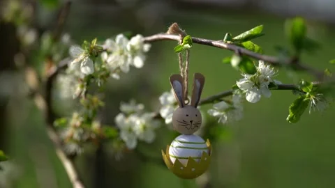 Video of plum blooming spring. High quality 4k Vidéo 273300818