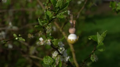 Video of plum blooming spring. High quality 4k Stock Footage 273300819