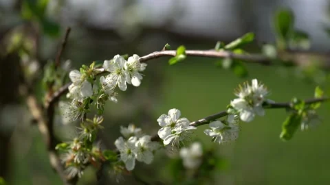 Video of plum blooming spring. High quality 4k Stock Footage 273300820
