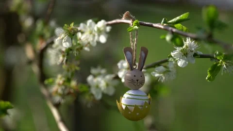 Video of plum blooming spring. High quality 4k Stock Footage 273301088