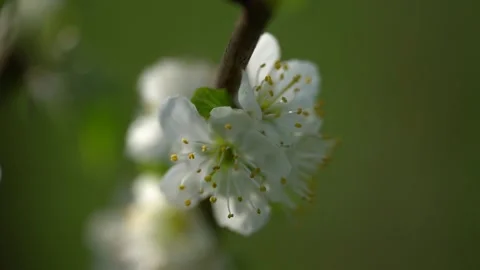 Video of plum blooming spring. High quality 4k Vidéo 273301163