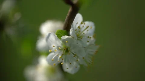 Video of plum blooming spring. High quality 4k Stock Footage 273301249