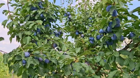 Video of plums on the tree during the summer. In Romania Stock Footage 279942146