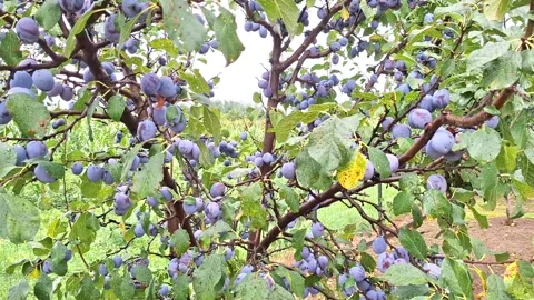 Video of plums on the tree during the summer. In Romania. 4K Stock Footage 313894478