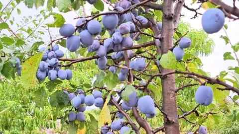 Video of plums on the tree during the summer. In Romania. 4K Stock Footage 313894481