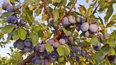 Video of plums on the tree during the summer. In Romania. 4K Stock Footage 315872897