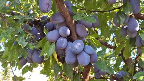Video of plums on the tree during the summer. In Romania. 4K Stock-Footage 342270569