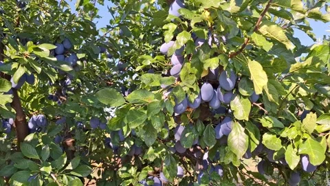 Video of plums on the tree during the summer. In Romania. 4K Stock Footage 342270576