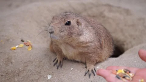 Video of a prairie dog standing up, emerging from its burrow Stock Footage 317752011