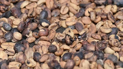 Video production coffee macro during farming Stock Footage 167689697