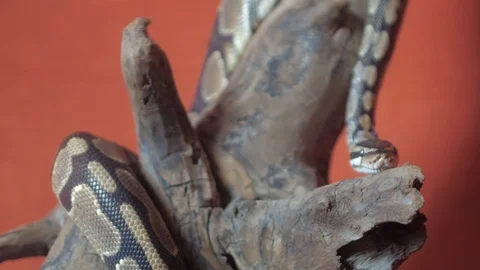 Video of a Python crawling on a dead tree Stock Footage 126936003