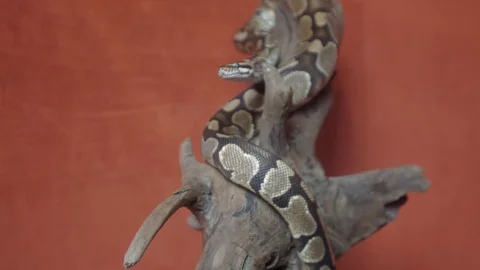 Video with a Python crawling Stock Footage 127653865