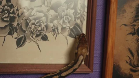 Video of python crawling in the gallery 動画素材 124279662