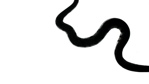 Video of python silhouette, camera from bottom Video stock 154784592