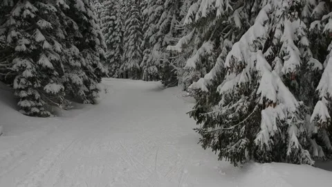 Video of a quiet winter forest trail blanketed in fresh snow, winding between Stock Footage 324820517