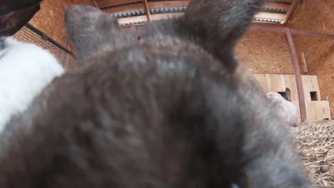 Video of rabbits of different colors in a rabbit pen, curious, cute animals Stock Footage 270407847