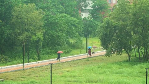 Video of rain falling Montage 3 Stock Footage 281246184