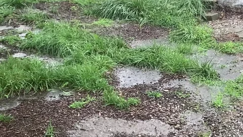 Video of rain falling in a mud puddle Stock Footage 247910651