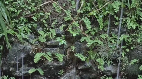 Video of rain wetting small plants Stock Footage 293039793