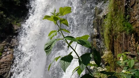 Video of a raspberry bush against the backdrop of Kamyshlinsky Waterfall. Video stock 284750957