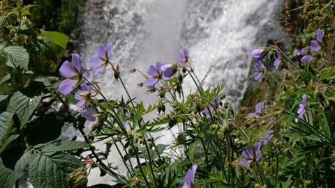 Video of a raspberry bush against the backdrop of Kamyshlinsky Waterfall. Video stock 284751566