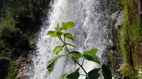 Video of a raspberry bush against the backdrop of Kamyshlinsky Waterfall. Video stock 296179330