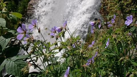 Video of a raspberry bush against  Kamyshlinsky Waterfall in Altai. Video stock 294559339