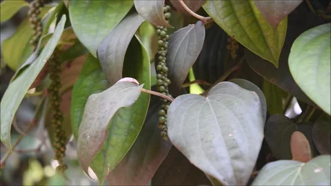 Video of raw black pepper in a pepper plantation. Black pepper is also called Stock Footage