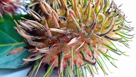 Video recording of ant activity on rambutan fruit during the day Video stock 243717399