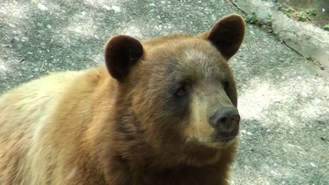 Video recording of a black bear with brown fur Stock Footage 262129532