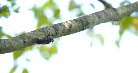 Video recording of desperately ringing cicada. Stock Footage 151470151