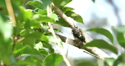 Video recording of desperately ringing cicada. Stock Footage 151471523