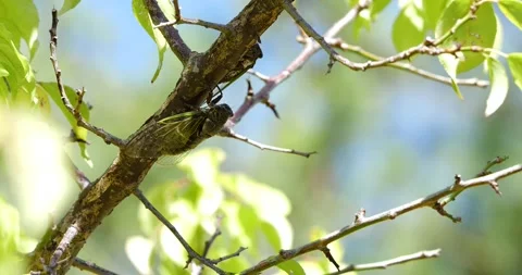 Video recording of desperately ringing cicada. Video stock 194081883