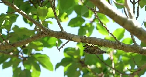 Video recording of desperately ringing cicada. Video stock 199055391