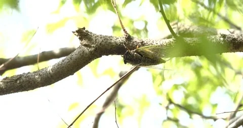 Video recording of desperately ringing cicada. Video stock 200089085