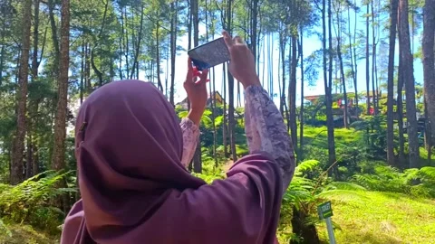 Video recording of a view of pine trees Stock Footage 278385025