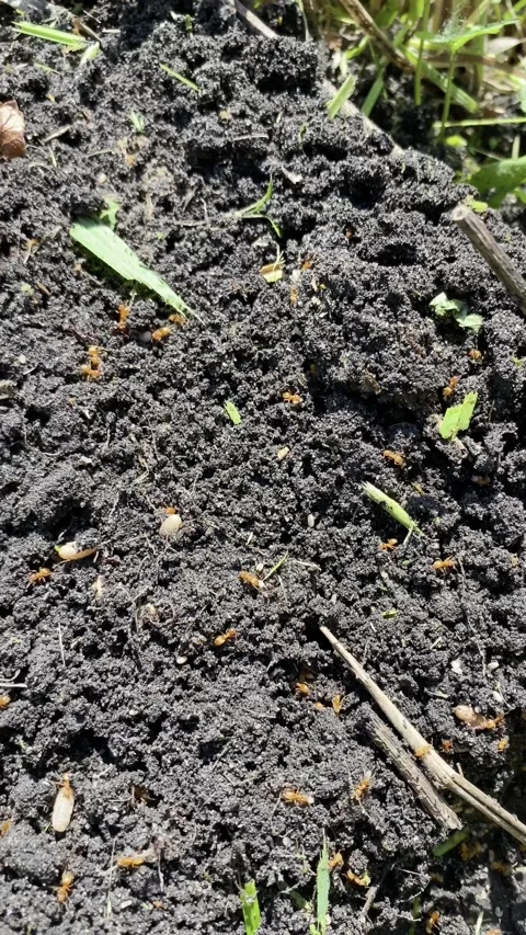 Video of red ants on the ground. Stock Footage 141657200