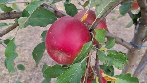 Video with red apples in the tree. 4K Stock Footage 282120909