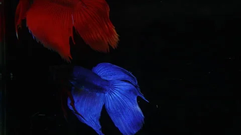 Video Red betta vs blue betta  movement against a black background Stock Footage 243686132