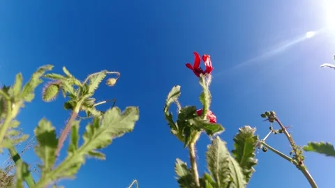 Video red flower moved by the wind Stock Footage 274567676
