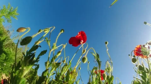 Video red flower moved by the wind Stock Footage 274567682