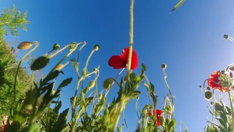 Video red flower moved by the wind Stock Footage 274567696